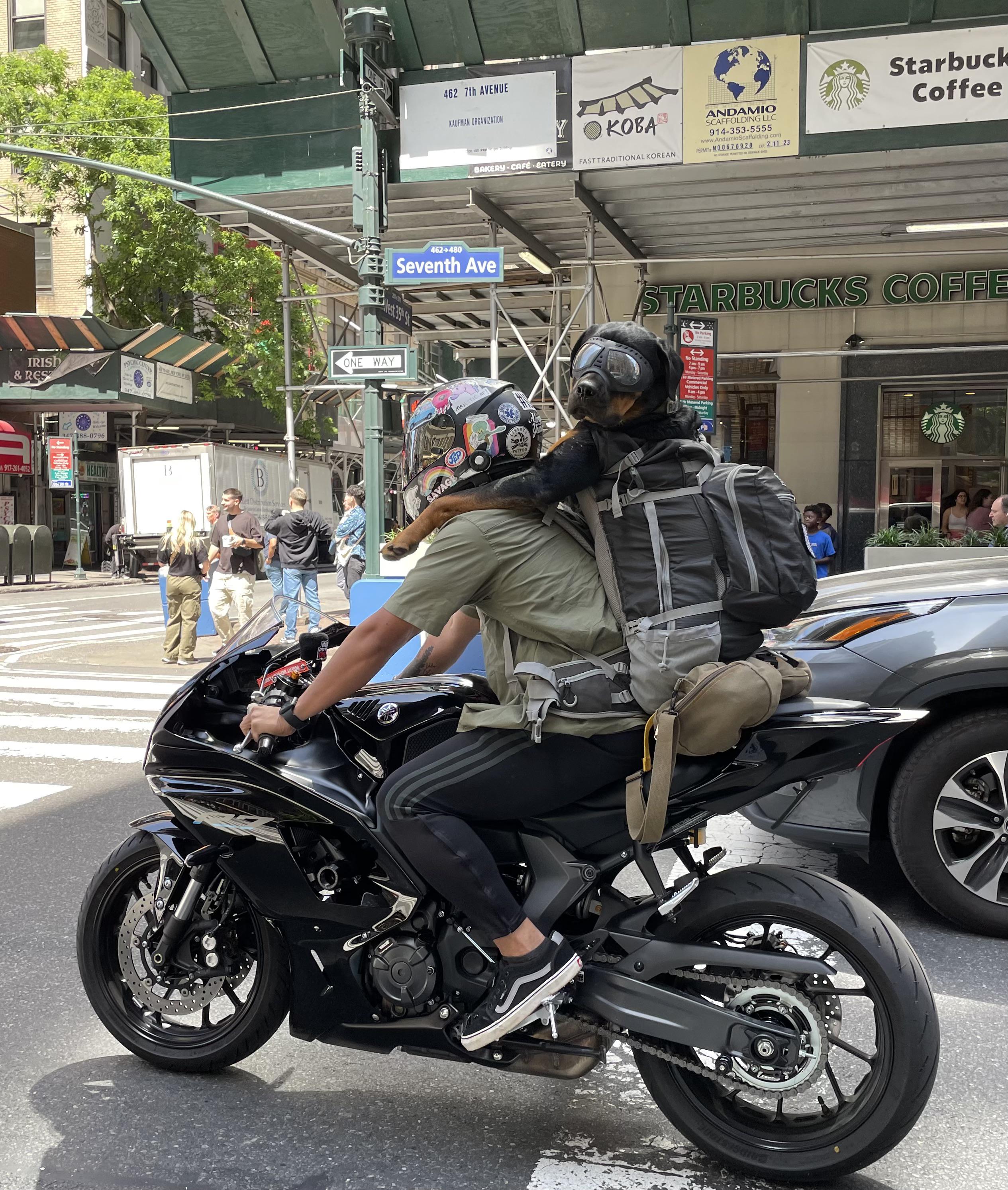 Dog on Motorcycle: Coolest Rider Ever? Check Out These Pics!